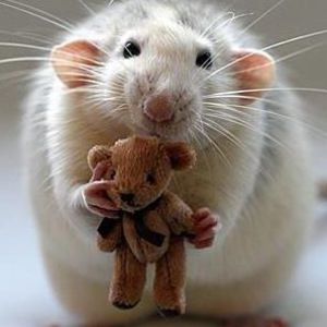 Meet your Posher, Jan